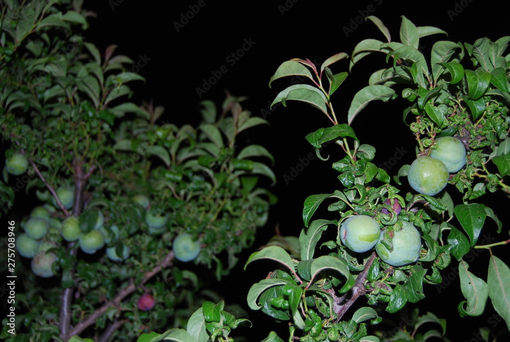 Unripened Red Plums on Plum Fruit Tree Unripened Red Plums on Plum Fruit Tree