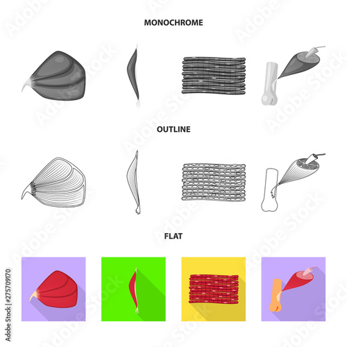 Isolated object of fiber and muscular sign. Collection of fiber and body vector icon for stock.