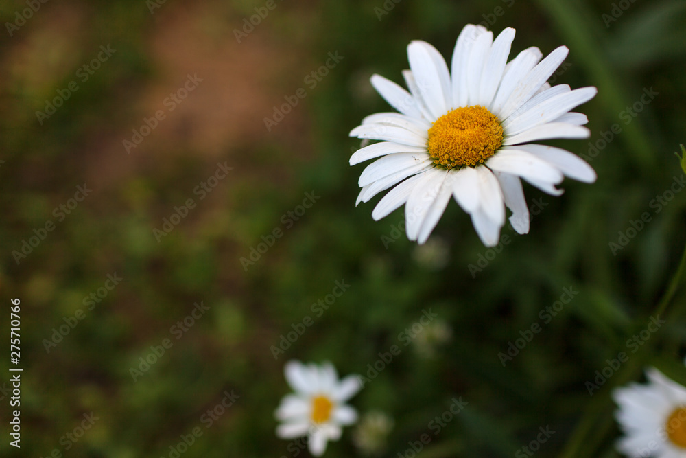Meadow with green grass and white daisy flowers.Selective focus, blurred background Meadow with green grass and white daisy flowers.Selective focus, blurred background