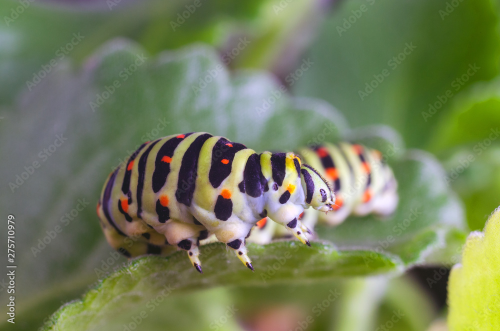 Caterpillar of the Machaon crawling on green leaves, close-up Caterpillar of the Machaon crawling on green leaves, close-up