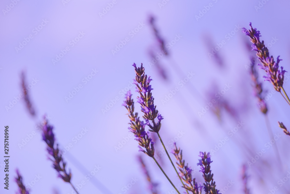 Closeup of lavender flowers with selective focus on the stems in the foreground and with blurred purple background, soft floral wallpaper, shallow depth of field Closeup of lavender flowers with selective focus on the stems in the foreground and with blurred purple background, soft floral wallpaper, shallow depth of field