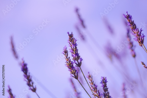 Closeup of lavender flowers with selective focus on the stems in the foreground and with blurred purple background, soft floral wallpaper, shallow depth of field © Linda