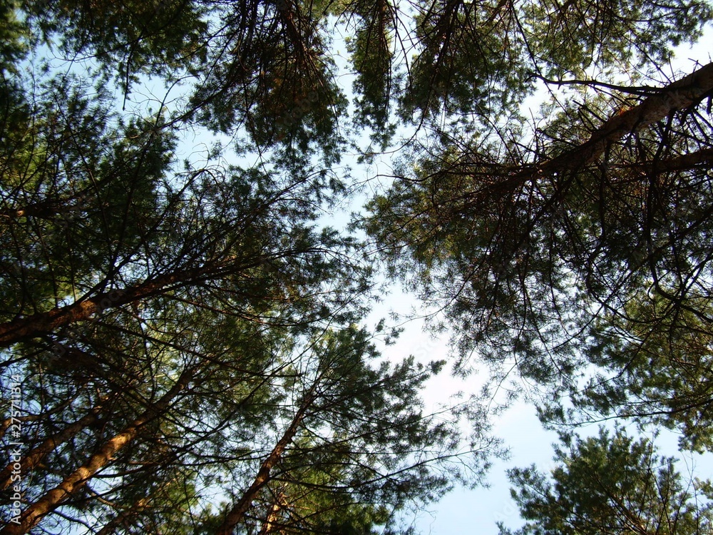 Obraz premium tree in the sky