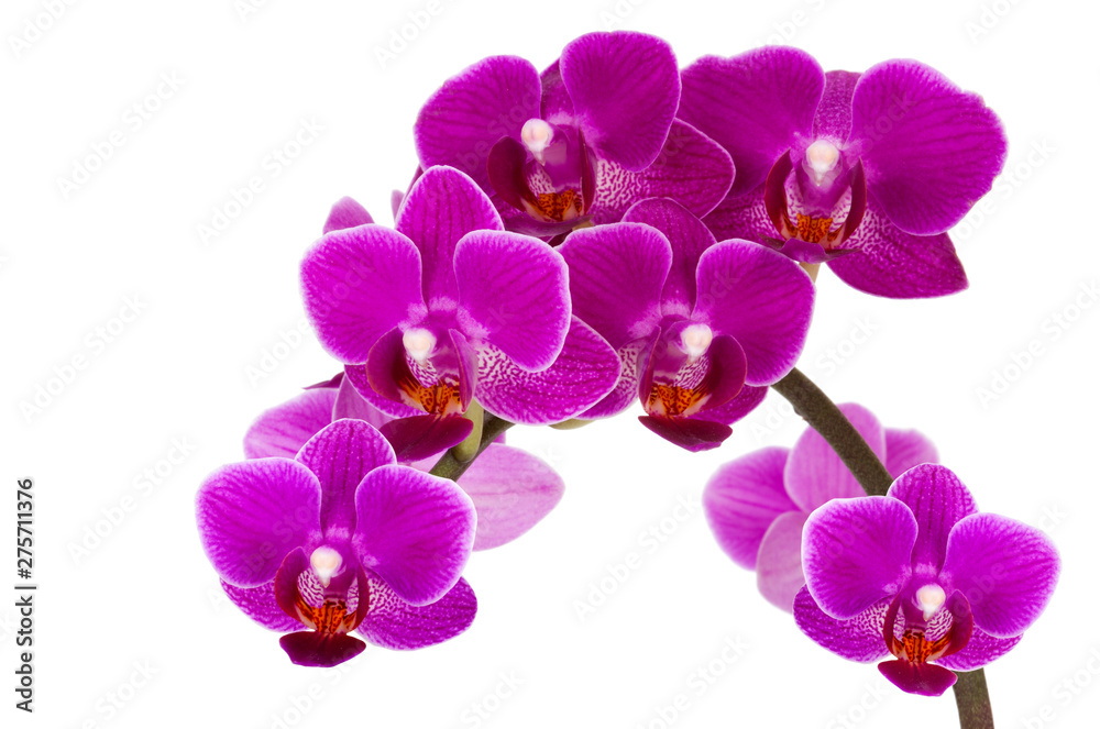 Obraz premium Orchid isolated on white background