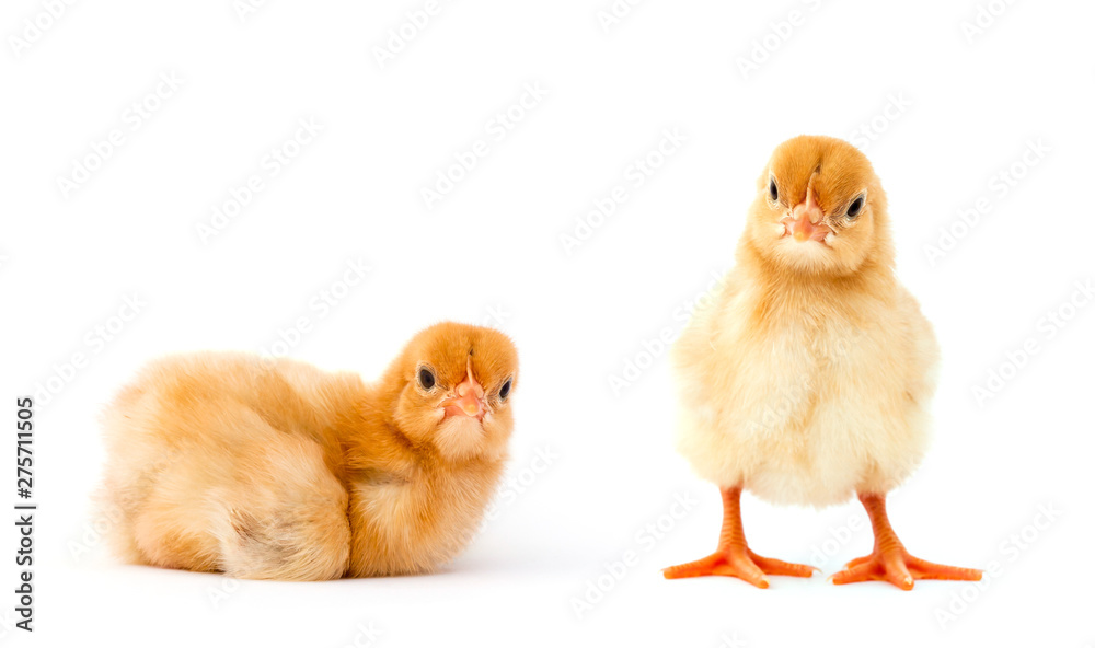 Fototapeta premium Yellow chicken