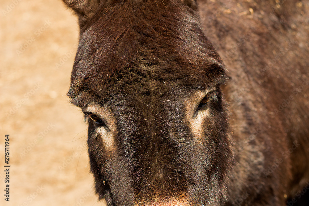 Fototapeta premium Closeup view of a donkey head with long ears and sad eyes