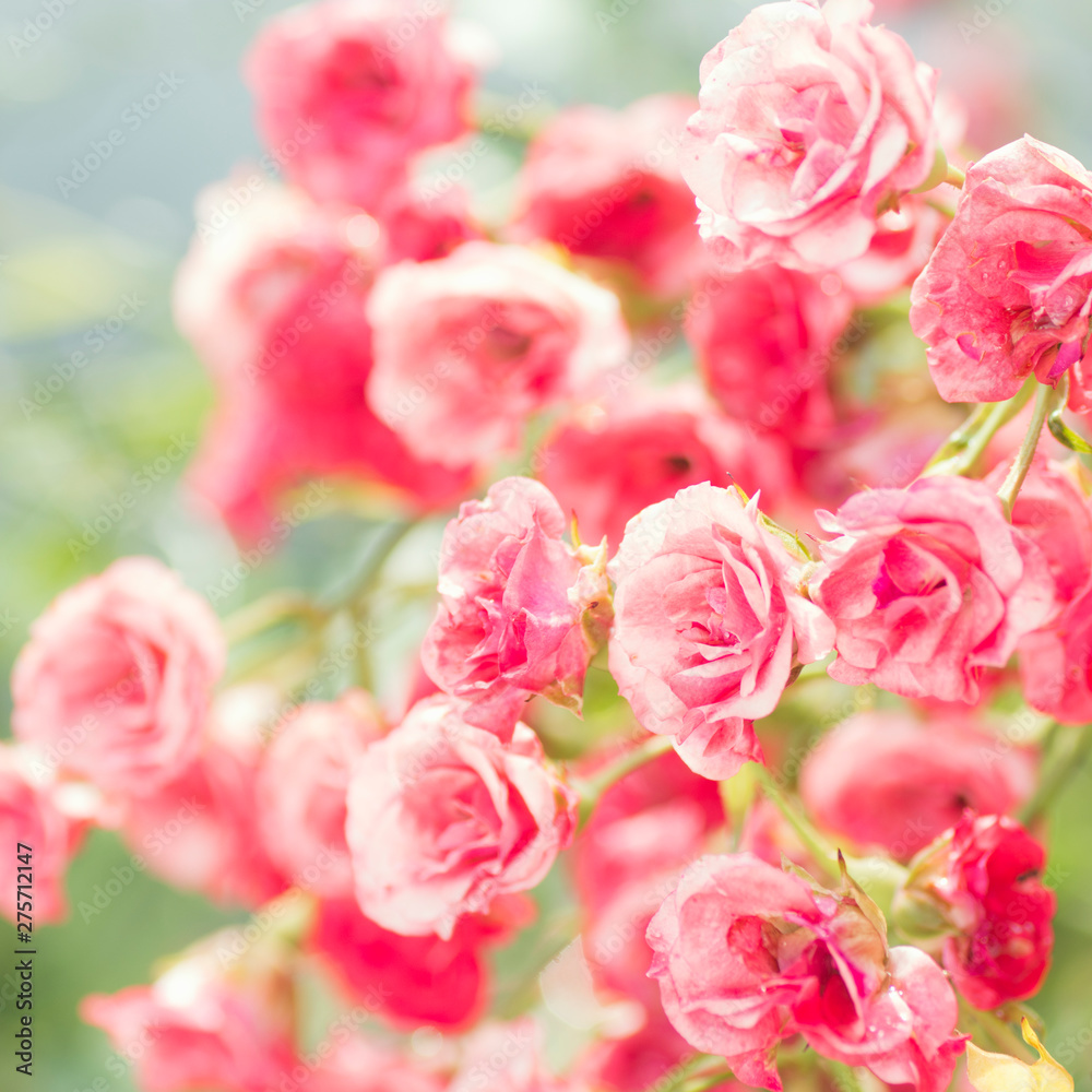 Fototapeta premium beautiful rose bush
