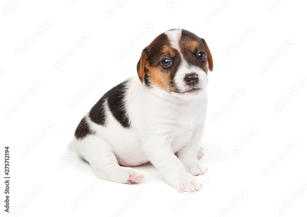 Jack Russell terrier puppy