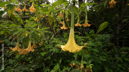 Yellow Angel Trumpet flowering bush. 