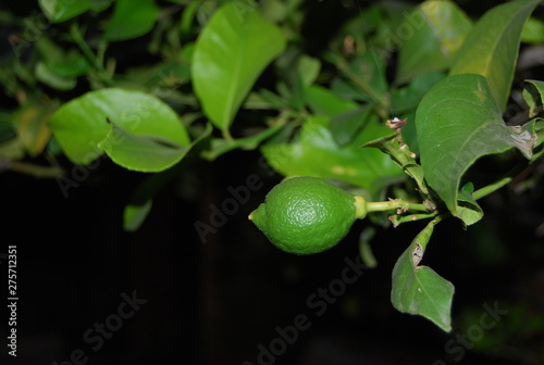 Unripened Lemons, Green Lemons on Fruit Tree