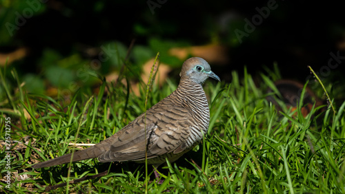 The zebra dove (Geopelia striata) also known as barred ground dove, is a bird of the dove family, Columbidae, native to Southeast Asia photo