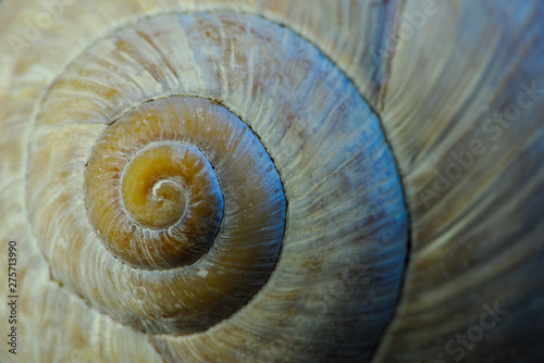 circonvolutions d'une coquille d'escargot en plan rapproché ; colimaçon