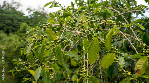 Coffee tree with green coffee beans in Kona Hawaii. 