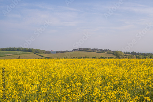 Rapsfeld in voller Blüte