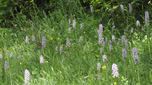 Common spotted orchid flowers ( Dactylorhiza fuchsii ) photo