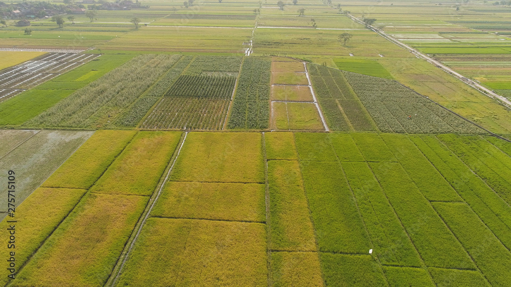 aerial view rice fields, agricultural land with sown green in countryside. farmland with agricultural crops in rural areas Java Indonesia. Land with grown plants of paddy