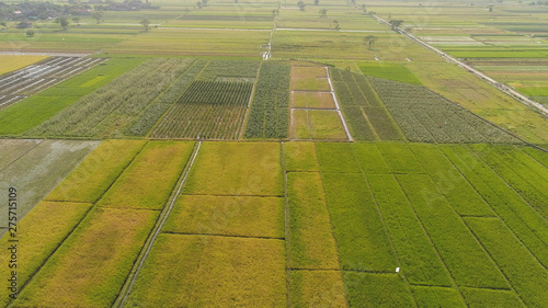aerial view rice fields  agricultural land with sown green in countryside. farmland with agricultural crops in rural areas Java Indonesia. Land with grown plants of paddy