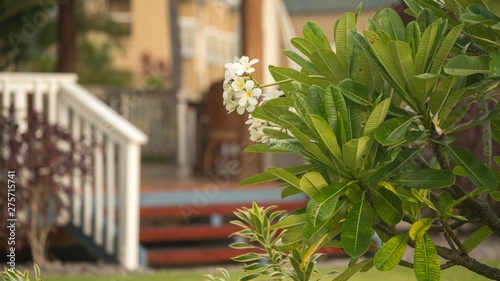 A small garden in a rural home on the island of Hawaii with a blooming Plumeria