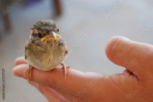 Spanish Sparrow Bird on Hand © Freddie Fehmi Mehmet