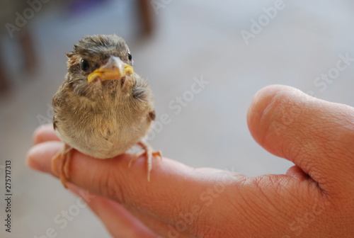 Spanish Sparrow Bird on Hand
