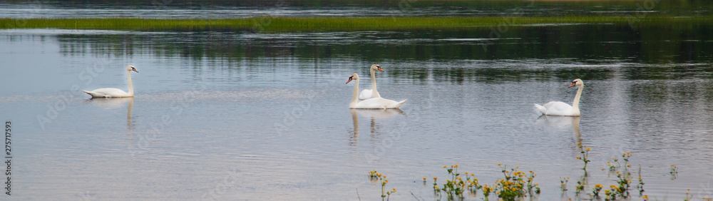 Obraz premium Wild white swans on the lake.