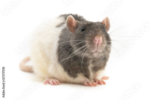 A cute black-and-white decorative rat sits, neatly folding his paws, against a white background