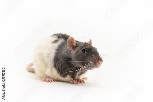 A cute black-and-white decorative rat, with a slightly squinted look, on a white background
