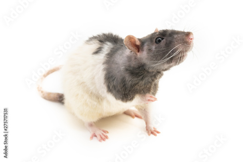 The black-and-white decorative rat sits, clutching his right foot, and stretches upwards, sniffing the air, against a white background