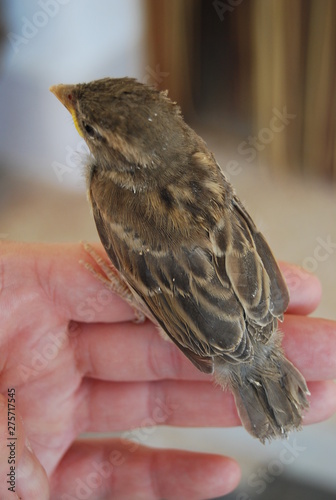 Spanish Sparrow Bird on Hand