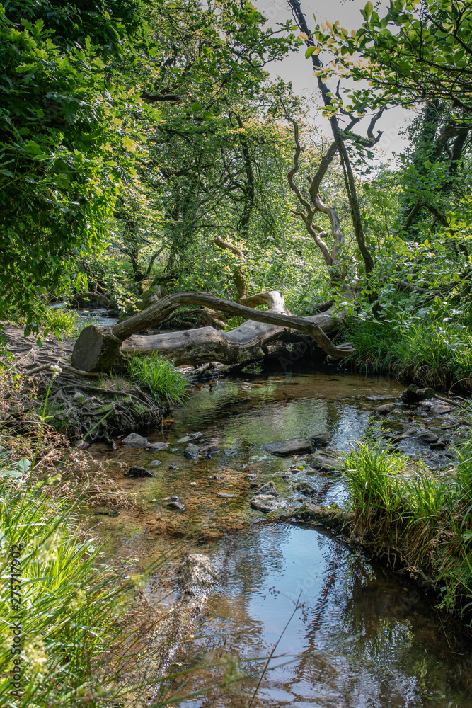 The ancient woodlands of Draynes wood, alongside the River Fowey at Golitha Falls