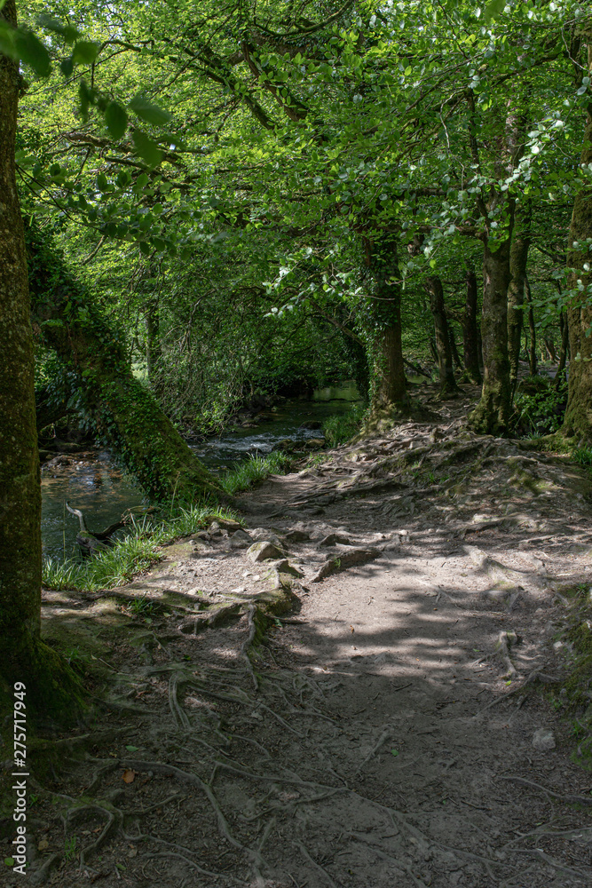 The ancient woodlands of Draynes wood, alongside the River Fowey at Golitha Falls The ancient woodlands of Draynes wood, alongside the River Fowey at Golitha Falls