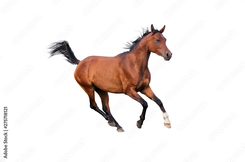 Purebred Arabian horse running gallop. Isolated on white background. Stock  Photo | Adobe Stock