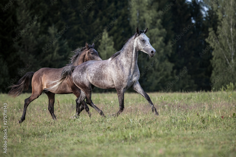 Obraz premium Purebred Arabian mare running with a foal on the meadow.