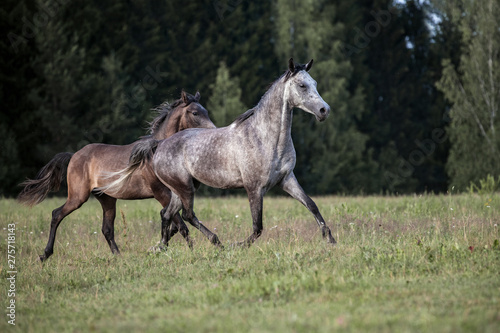 Purebred Arabian mare running with a foal on the meadow.