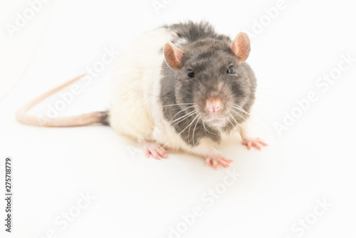 Portrait of a cute black-and-white decorative rat, on a white background