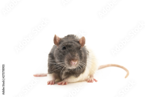 The black-and-white decorative rat sits neatly clasped with his paws, with a cute expression on his muzzle, on a white background
