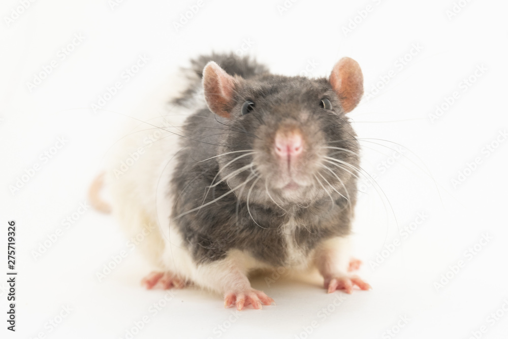 Portrait of a cute black-and-white decorative rat, on a white background