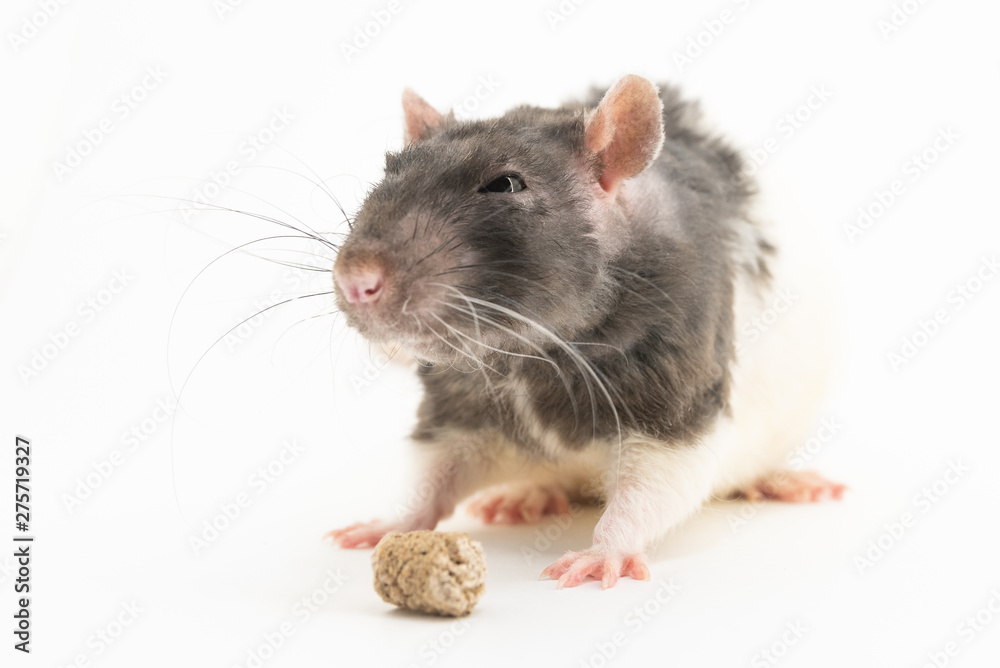 Black-and-white decorative rat, suspiciously squinting, looks at the pellet bran, on a white background Black-and-white decorative rat, suspiciously squinting, looks at the pellet bran, on a white background