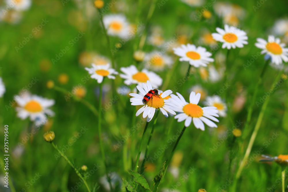 Daisies on the meadow, Bavaria, Germany Daisies on the meadow, Bavaria, Germany