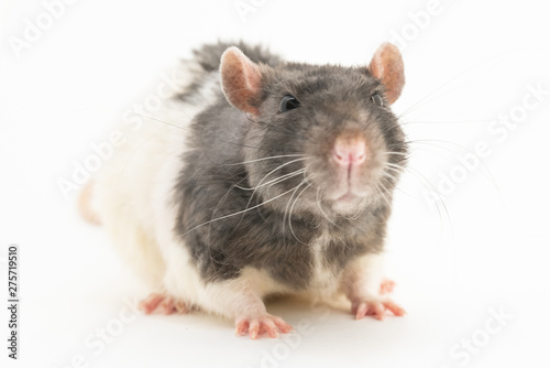 Black-and-white decorative rat with an angry expression on the muzzle, on a white background
