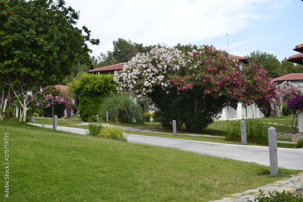 Naklejka premium Bush in park