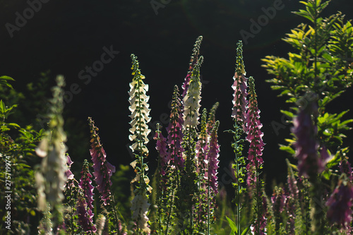 Digitalis in the forrest at sunset