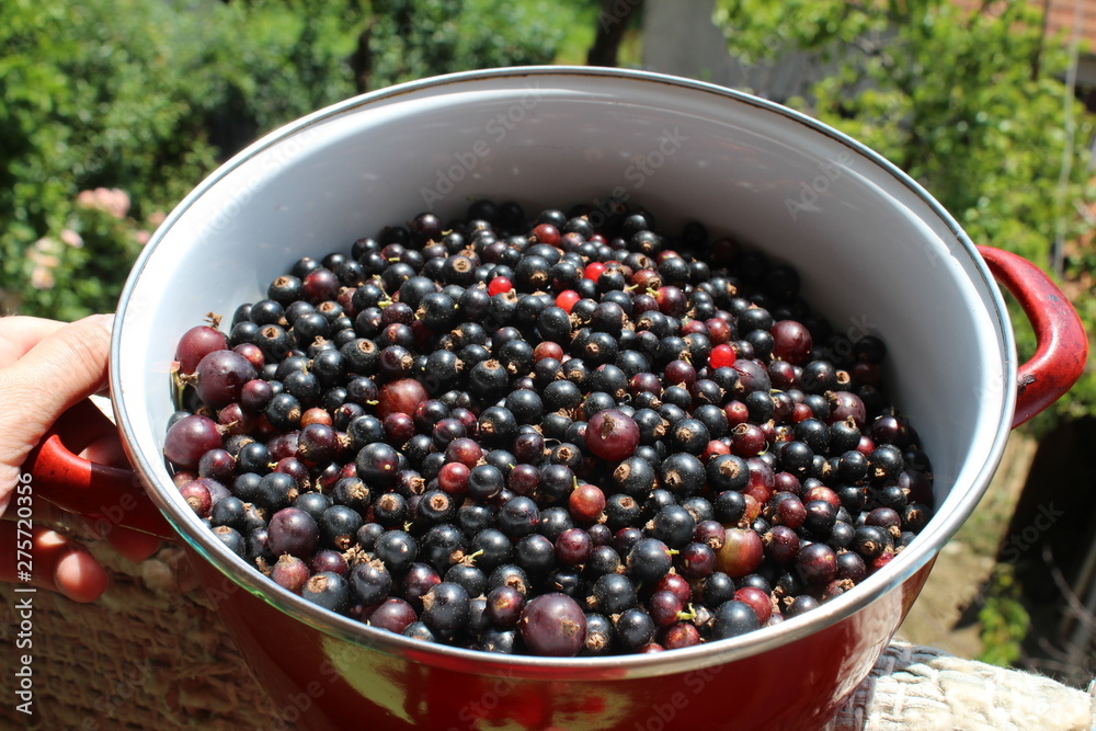 Ribes nigrum commonly The blackcurrant or black currant, macro photography, fresh Ribes nigrum commonly The blackcurrant or black currant, macro photography, fresh