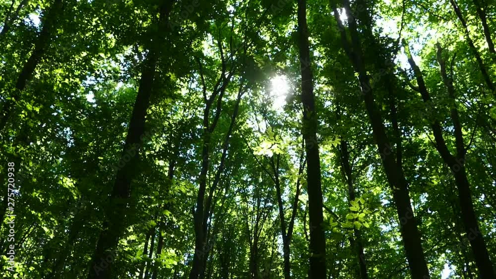 Green summer forest. The sun's rays shine through the branches of trees with green leaves. Clean ecology. Green summer forest. The sun's rays shine through the branches of trees with green leaves. Clean ecology.