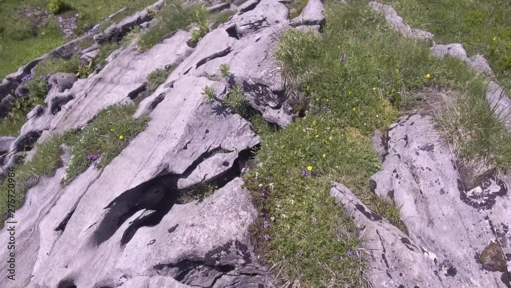 an alpine meadow with many rocks an alpine meadow with many rocks