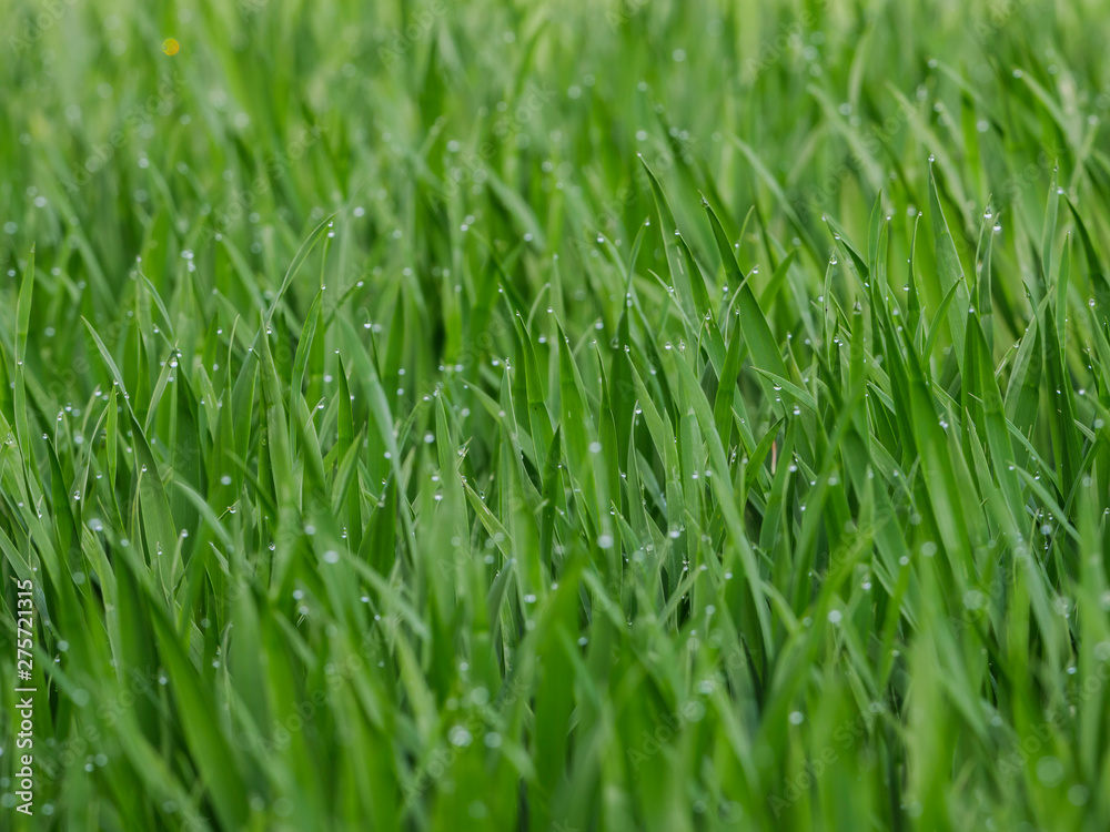 green grain field early growth phase close up