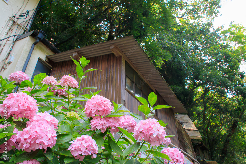 ピンク色のあじさいと民家 Pink hydrangea and Private house 佐賀県唐津市(見帰りの滝) ピンク色のあじさいと民家 Pink hydrangea and Private house 佐賀県唐津市(見帰りの滝)