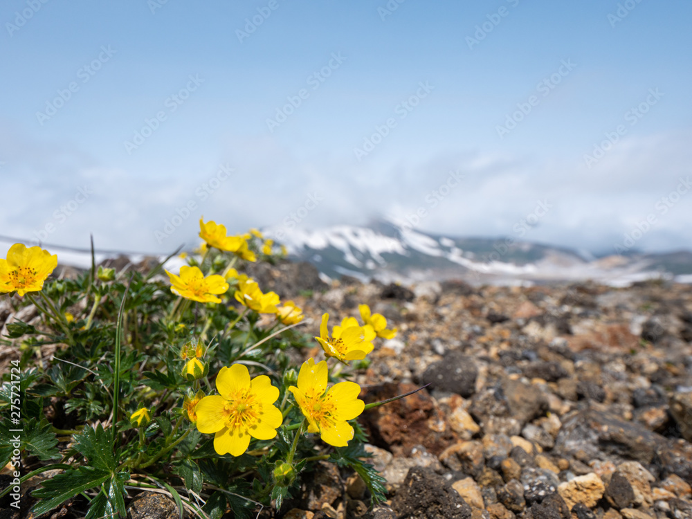 Obraz premium 大雪山 ミヤマキンポウゲ 高山植物