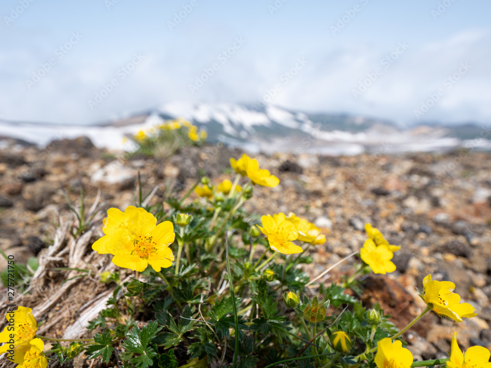 Obraz premium 大雪山 ミヤマキンポウゲ 高山植物