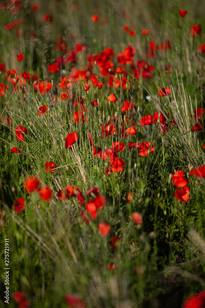 Poppy field in the evening sun with depth of Field Poppy field in the evening sun with depth of Field
